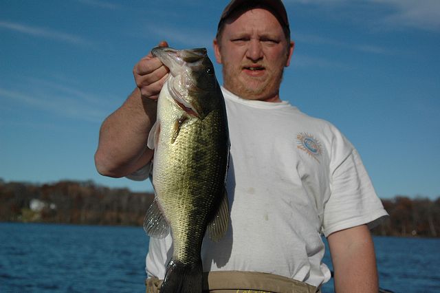 Spinnerbait fish